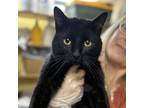 Adopt Shadow a Domestic Short Hair