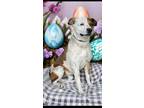 Adopt Taz a Australian Cattle Dog / Blue Heeler, Mixed Breed