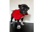 Adopt Lobster a American Staffordshire Terrier, Labrador Retriever