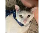 Adopt Grayson a Domestic Short Hair