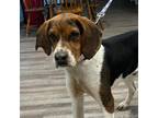 Adopt Taz a Treeing Walker Coonhound