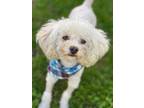 Adopt Tenshi a Miniature Poodle, Bichon Frise