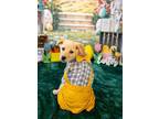 Adopt Gill a Yellow Labrador Retriever, German Shepherd Dog