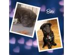 Adopt Bax a Shar-Pei