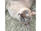 Adopt Leonardo (Leo) a Domestic Short Hair, Siamese