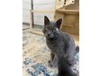 Adopt Boba a American Shorthair