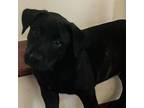 Adopt Jack a Black Labrador Retriever