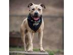 Adopt Donald a Pit Bull Terrier