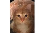 Adopt Mason a Maine Coon, Domestic Medium Hair