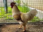 Adopt HEI HEI a Chicken