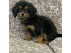 Cavapoo Puppy for sale in Rolla, MO, USA