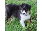 Australian Shepherd Puppy for sale in Kansas, OK, USA