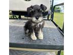 Schnauzer (Miniature) Puppy for sale in West Green, GA, USA
