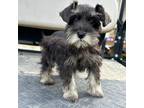 Schnauzer (Miniature) Puppy for sale in West Green, GA, USA