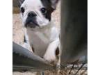 French Bulldog Puppy for sale in New Concord, OH, USA