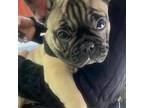 French Bulldog Puppy for sale in Lake Elsinore, CA, USA