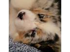 Australian Shepherd Puppy for sale in Scappoose, OR, USA