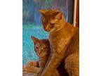 Adopt Rusty and Ray a Domestic Short Hair