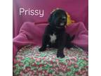 Prissy