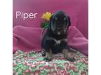 Piper