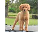 Golden Retriever Puppy for sale in Kemp, TX, USA