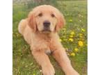 Golden Retriever Puppy for sale in Bly, OR, USA