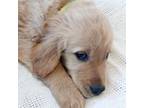 Golden Retriever Puppy for sale in Bly, OR, USA