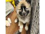 Chow Chow Puppy for sale in Gaithersburg, MD, USA