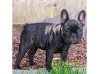 French Bulldog Puppy for sale in Battle Ground, WA, USA