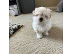 Shih Tzu Puppy for sale in Livonia, MI, USA