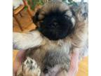 Shih Tzu Puppy for sale in Livonia, MI, USA
