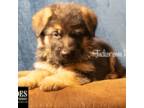 German Shepherd Dog Puppy for sale in Remus, MI, USA