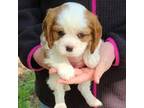 Cavalier King Charles Spaniel Puppy for sale in Montgomery, TX, USA