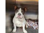 Olde Bulldog Puppy for sale in Lewis Center, OH, USA