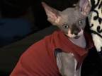 SPECIAL Sphynx Female Cat