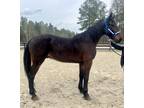 Friesian Dutch gelding