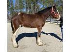 Gentle Clydesdale gelding