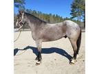 Blue roan crossbred