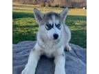 Siberian Husky Puppy for sale in Dearborn, MO, USA