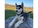 Siberian Husky Puppy for sale in Dearborn, MO, USA