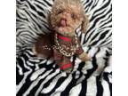 Poodle (Toy) Puppy for sale in Philadelphia, PA, USA