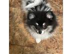 Pomeranian Puppy for sale in Piedmont, CA, USA