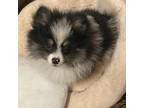 Pomeranian Puppy for sale in Piedmont, CA, USA