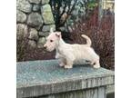 Scottish Terrier Puppy for sale in Monroe, WA, USA