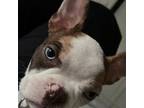 Boston Terrier Puppy for sale in New York, NY, USA