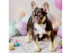 French Bulldog Puppy for sale in Kinsman, OH, USA