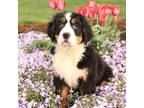Bernese Mountain Dog Puppy for sale in Howard, PA, USA