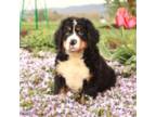 Bernese Mountain Dog Puppy for sale in Howard, PA, USA