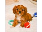 Cavalier King Charles Spaniel Puppy for sale in Bunker Hill, IL, USA