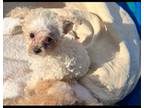 Maltipoo Puppy for sale in Mount Vernon, WA, USA